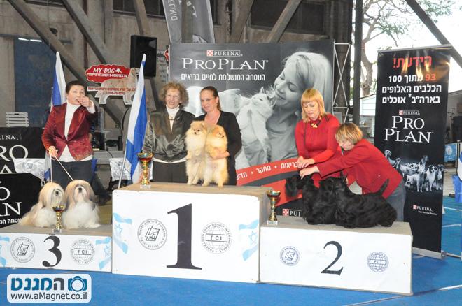 תמונה גדולה